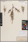 Foto von Salix eleagnos subsp. angustifolia (Cariot) Rech. f.